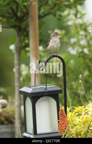 House sparrow (Passer domesticus) female sitting on a garden lantern, Allgaeu, Bavaria, Germany Stock Photo