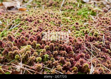 Flat-topped bogmoss (Sphagnum fallax) Frankonia, Bavaria, Germany Stock Photo