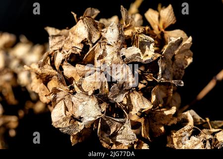 Withered hydrangea blossom in the winter sun, Germany Stock Photo