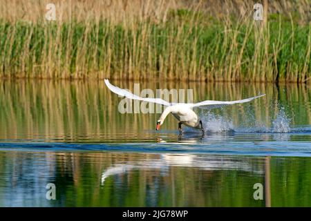 Mute Swan (Cygnus olor) takes off from water surface, Upper Lusatia, Saxony, Germany Stock Photo