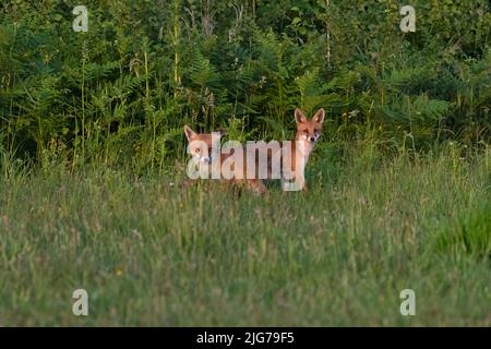 Pair of Fox cubs-Vulpes vulpes. Stock Photo