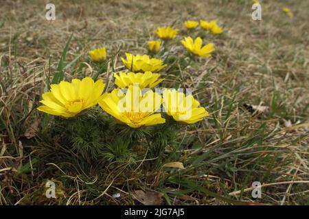 Spring Adonis rose (Adonis vernalis) in Staendelberg, Rammersberg, Maeusberg, Karlstadter Trockengebiete, Wiesenfeld, Karlstadt, Main, Lower Stock Photo