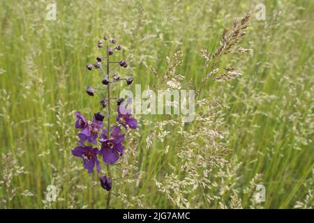 Purple Primrose (Verbascum phoeniceum) and Sweetgrass Golden Oat (Trisetum flavescens) in Fueloephazi buckavidek, Kiskunsag National Park, Hungary Stock Photo