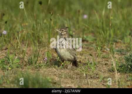 Skylark (Alauda arvensis) in the grass field in Kunpuszta, Kiskunsag National Park, Hungary Stock Photo