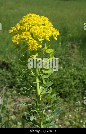Warty spurge (Euphorbia verrucosa) in Knoblauchsaue, Kuehkopf, Stockstadt, Hesse, Germany