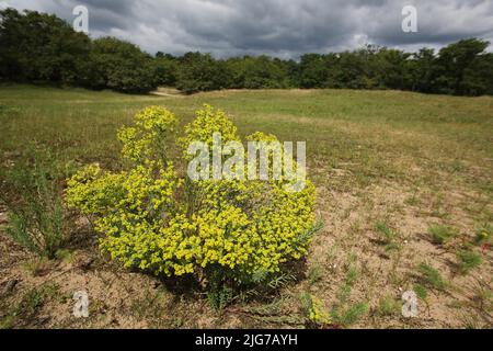 Tumbleweed (Euphorbia seguieriana) in the Mainzer Sand Nature Reserve, Mombach, Mainz, Rhineland-Palatinate, Germany