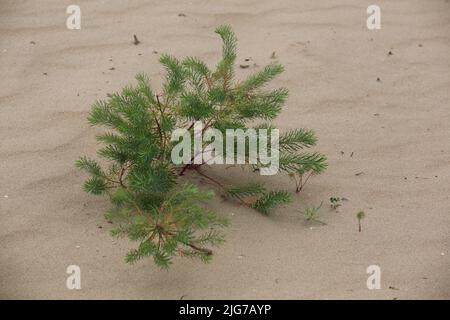 Tumbleweed (Euphorbia seguieriana) in the Mainzer Sand Nature Reserve, Mombach, Mainz, Rhineland-Palatinate, Germany