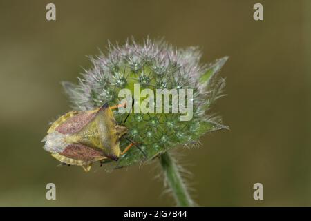 Northern fruit bug (Carpocoris fuscispinus) in the Rote Moor, high moor, biosphere reserve, UNESCO, low mountain range, Hesse, Rhoen, Germany Stock Photo