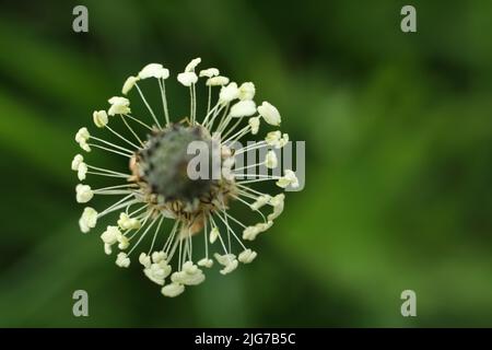 Detail of ring-shaped cobs of ribwort plantain (Plantago lanceolata) in the Lange Rhoen, Wuestensachsen, Hesse, Rhoen, Germany Stock Photo