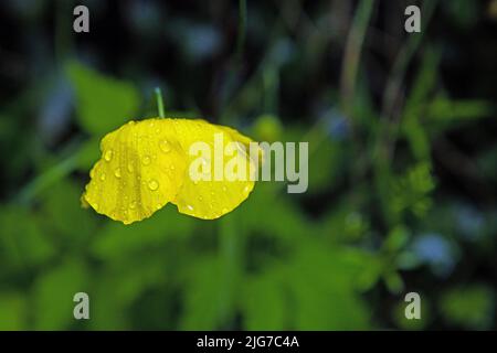 Welsh Poppy or Papaver cambricum, synonym Meconopsis cambrica, the is a perennial flowering plant in the poppy family Papaveraceae. Stock Photo