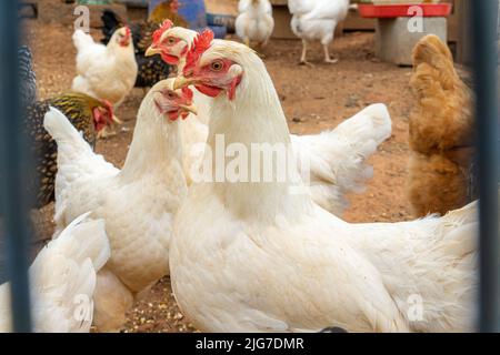 White Amberlink chickens in a pen on a farm. Stock Photo