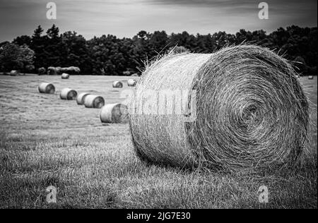 Black and white image of round hay bales sit scattered in a farm field. Stock Photo