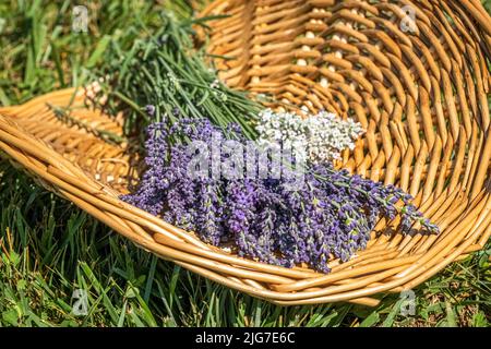 Freshly picked purple and white lavender lie in a wicker basket on the farm where it was grown. Stock Photo