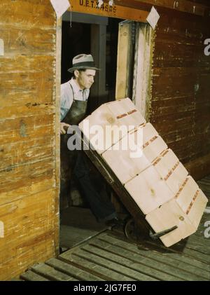 Loading oranges into refrigerator car at a co-op orange packing plant. Stock Photo