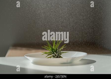 Closeup of air plant Tillandsia on plate while being sprayed with water from spray bottle, easy care Stock Photo