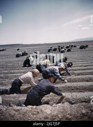 Japanese-American camp, war emergency evacuation, [Tule Lake Relocation Center, Newell, Calif. Stock Photo