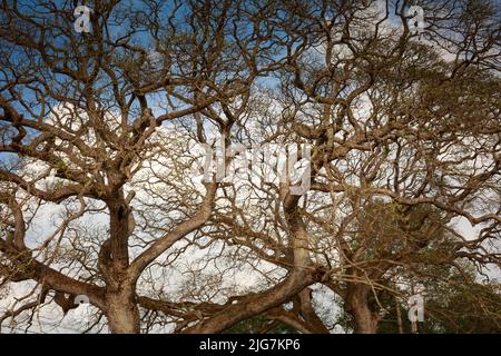 dry branches on blue sky background Stock Photo