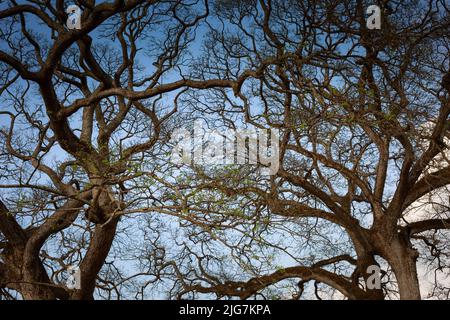 dry branches on blue sky background Stock Photo