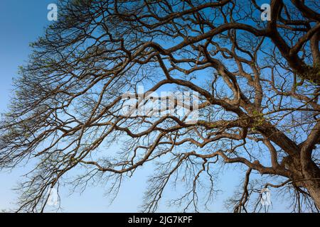 dry branches on blue sky background Stock Photo