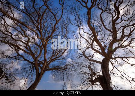 dry branches on blue sky background Stock Photo