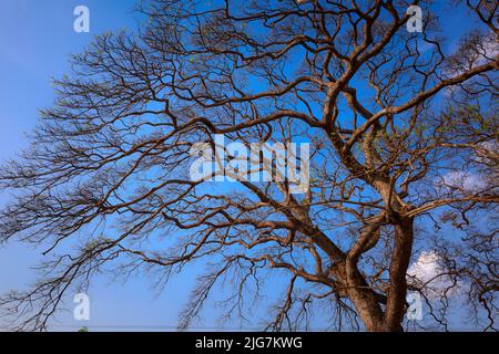 dry branches on blue sky background Stock Photo