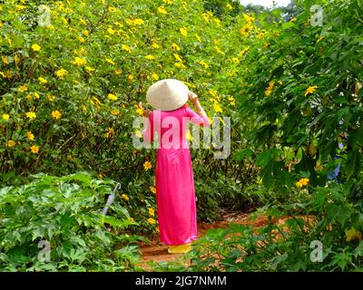 Lam Dong, Vietnam - wild sunflowers bloom. A beautiful woman who wears pink traditional long dress is walking through wild sunflowers bloom Stock Photo