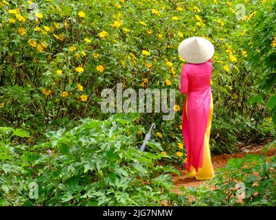 Lam Dong, Vietnam - wild sunflowers bloom. A beautiful woman who wears pink traditional long dress is walking through wild sunflowers bloom Stock Photo