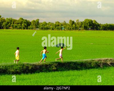 Children fly kites on rice fields in rural Vietnam Stock Photo