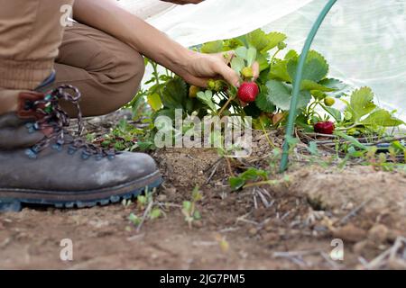 Close up view of young unrecognizable man picking up organic summer strawberries on the vine in the home Stock Photo