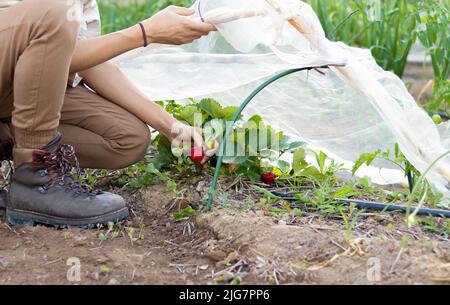 Unrecognizable young man picking up strawberries from the harvest in the garden with small warm house in nature Stock Photo