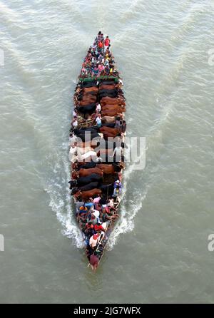 A vessel carrying cattle for sale heads to a market before Eid al-Adha in Dhaka, Bangladesh Stock Photo