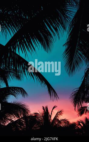 A vertical view of palm tree leaves silhouettes against the beautiful twilight background Stock Photo