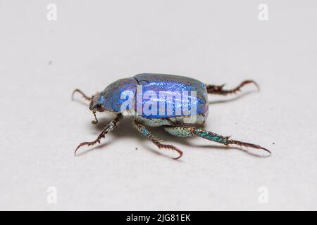 Blue brilliant beetle, Hoplia coerulea. Close-up, macro with white