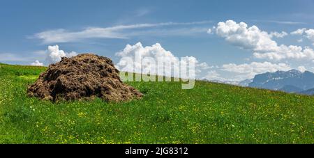 Dung heap on a mountain meadow in the Alps Stock Photo