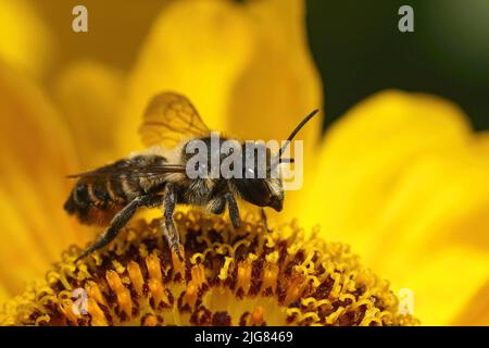 Closeup on a female Wood -carving leafcutter bee, Megachile ligniseca sitting on a yellow sneezweed flower, Helenium, in the garden Stock Photo