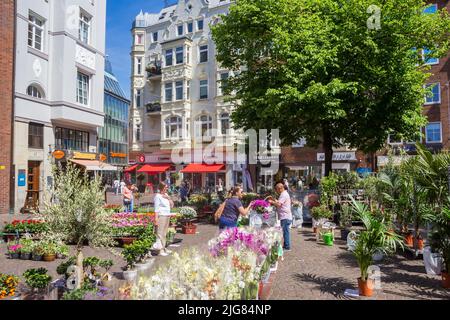 Orchids at a flower market in historic city Bremen, Germany Stock Photo