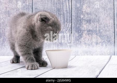 Very young brown Scottish Fold kitten stands on wooden surface and looks at white bowl of milk that stands next to it. Stock Photo