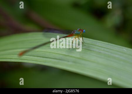 Small colorful dragon fly sitting on a big green leaf Stock Photo