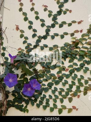 Violet flowers of the Ipomoea plant. Purple snowdrop flowers Stock Photo