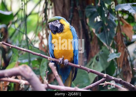 An adorable Macaw perched on tree branch Stock Photo