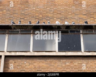 Parkway Cinema, Eldon Street, Barnsley, 09-03-2021. Detail of windows above the entrance to the Parkway cinema at fourth-floor level, with a row of pigeons sitting on the overhanging lintel. Stock Photo