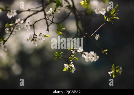 Wild cherry, detail, branches, flowers Stock Photo