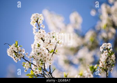 Wild cherry, detail, branches, flowers Stock Photo