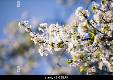 Wild cherry, detail, branches, flowers Stock Photo