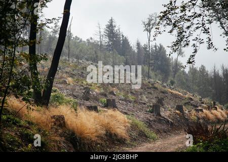 Germany, North Rhine-Westphalia, Teutoburg Forest, deforested Stock Photo