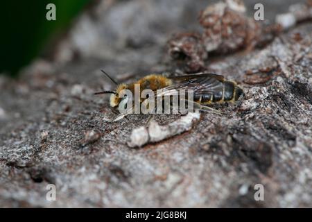 Male of a mason bee (Osmia adunca) on the nesting site in the dead wood Stock Photo