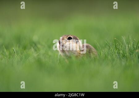 A closeup of a European ground squirrel (European souslik) in grass Stock Photo