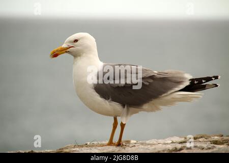 A closeup of white headed seagull standing on wall in gray background Stock Photo