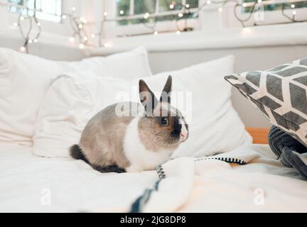 Little ball of fluff. Shot of an adorable little rabbit sitting on a bed at home. Stock Photo