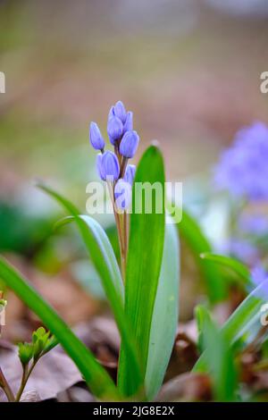 Small grape hyacinth, Muscari botryoides Stock Photo